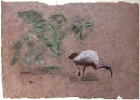 Ibis